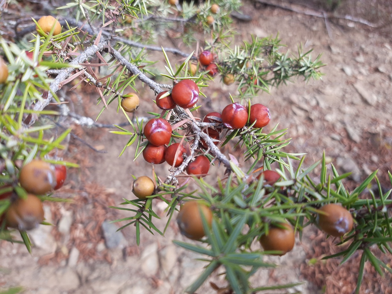 Juniperus oxycedrus