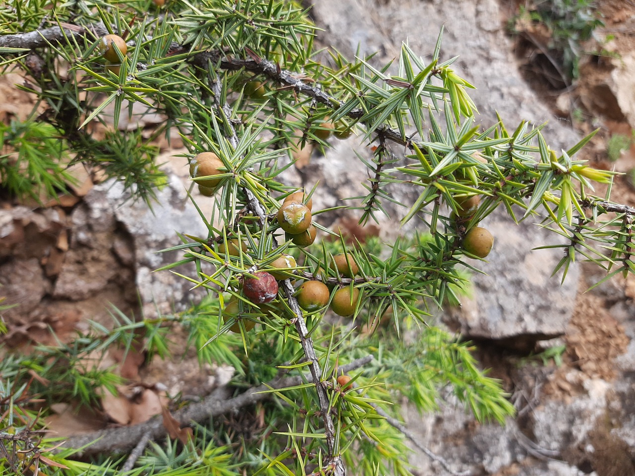 Juniperus oxycedrus