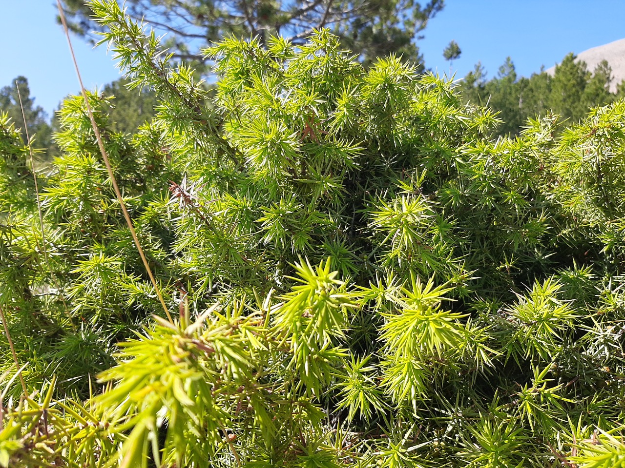 Juniperus oxycedrus
