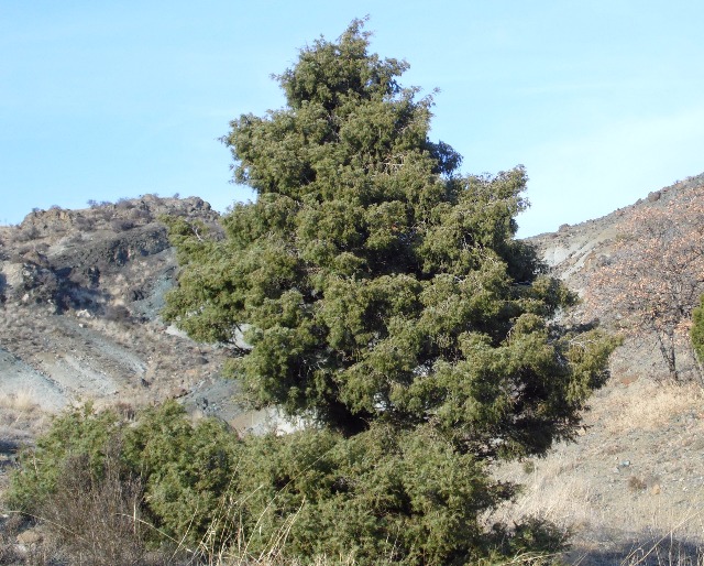 Juniperus oxycedrus