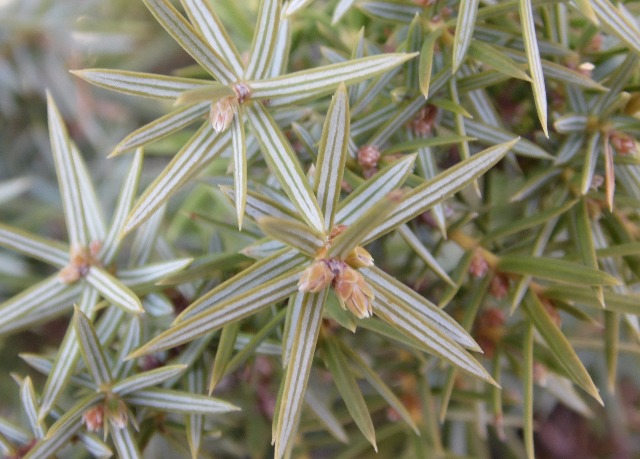 Juniperus oxycedrus