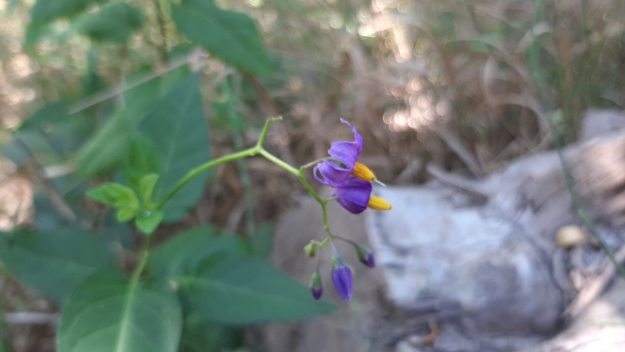 Solanum dulcamara