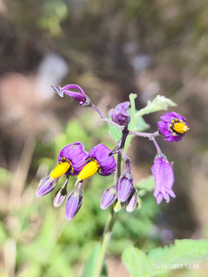 Solanum dulcamara