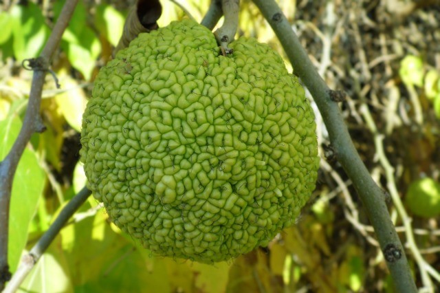 Maclura pomifera