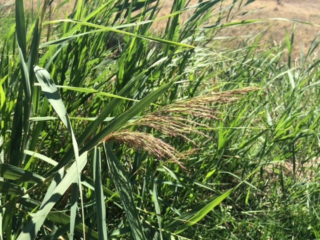 Phragmites australis