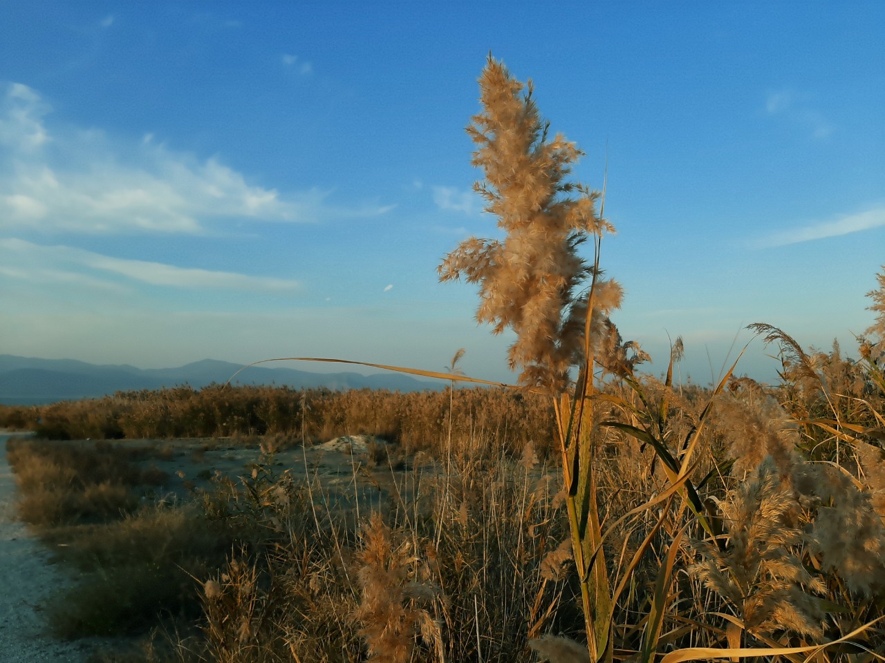 Phragmites australis