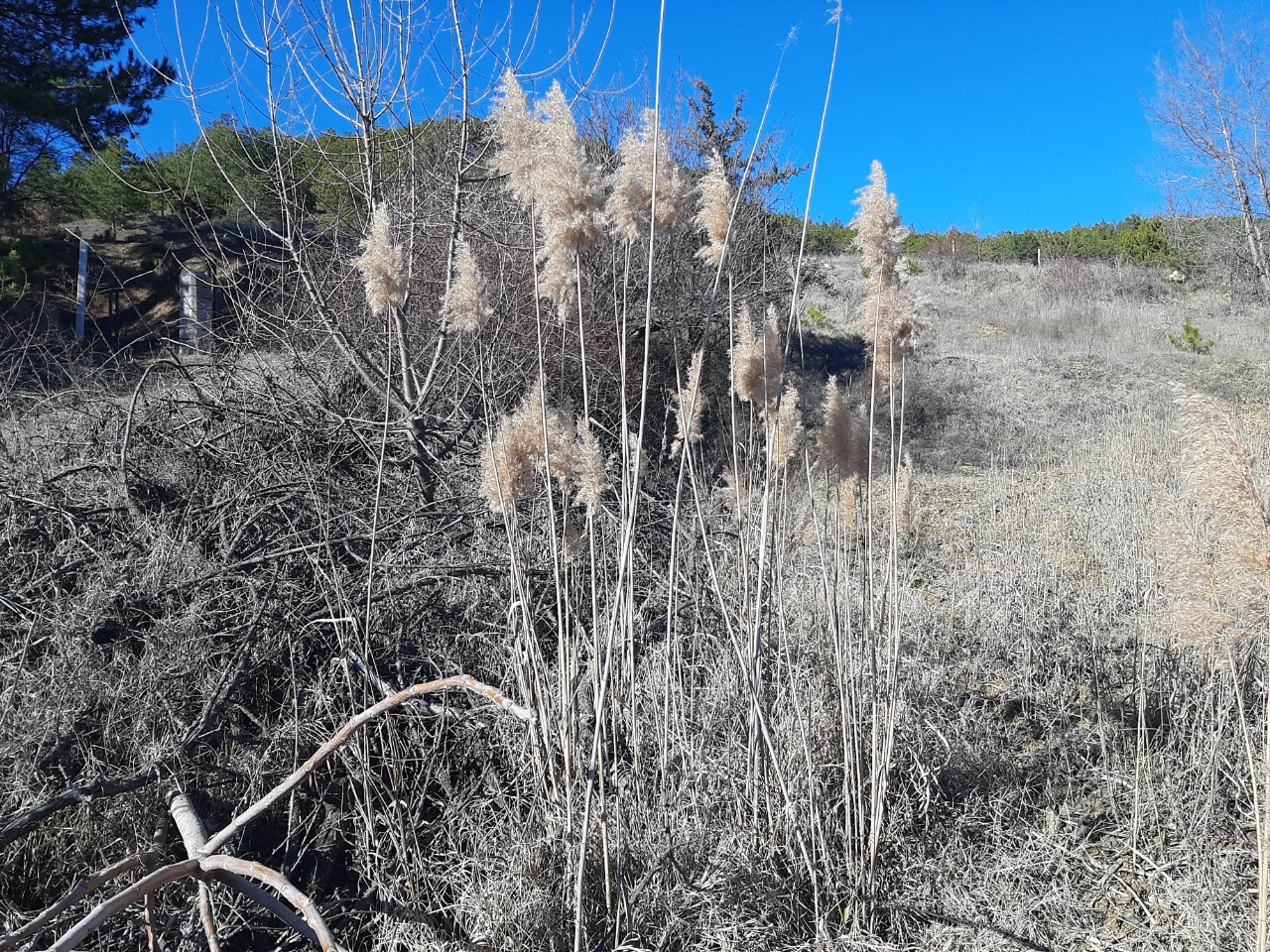 Phragmites australis