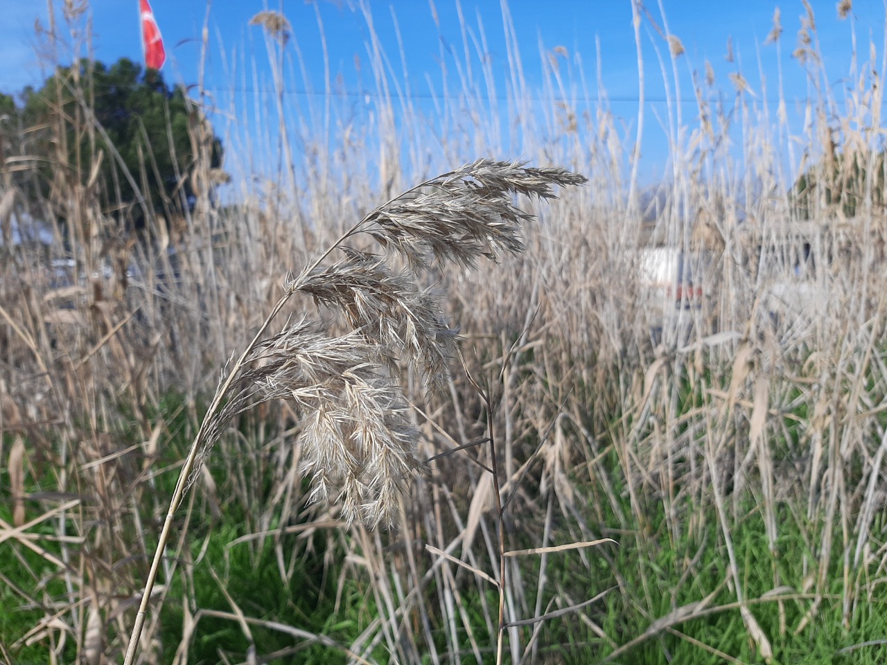 Phragmites australis