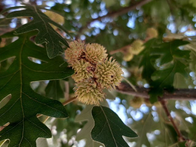 Quercus cerris