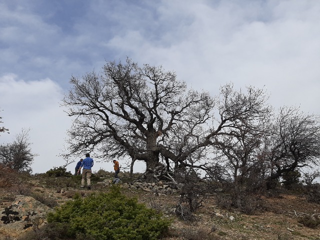Quercus cerris