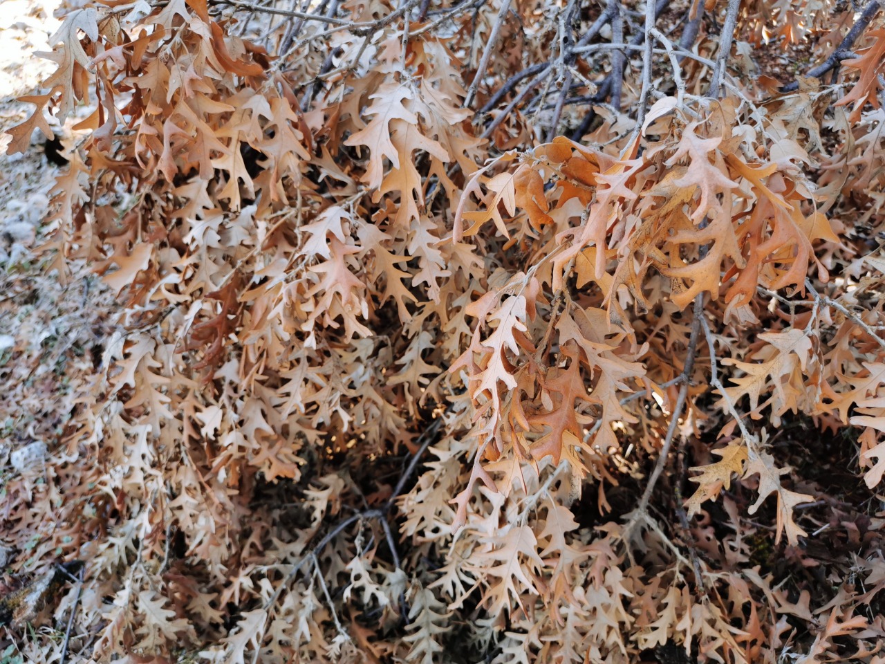 Quercus cerris