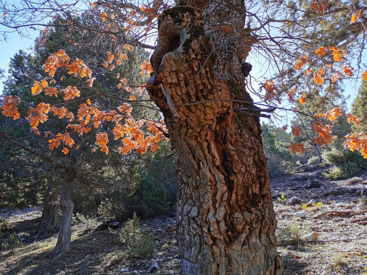 Quercus cerris