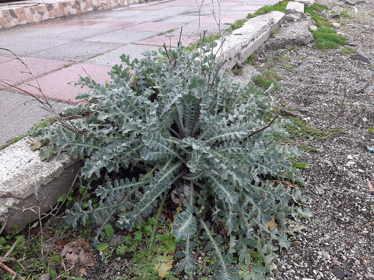 Glaucium flavum