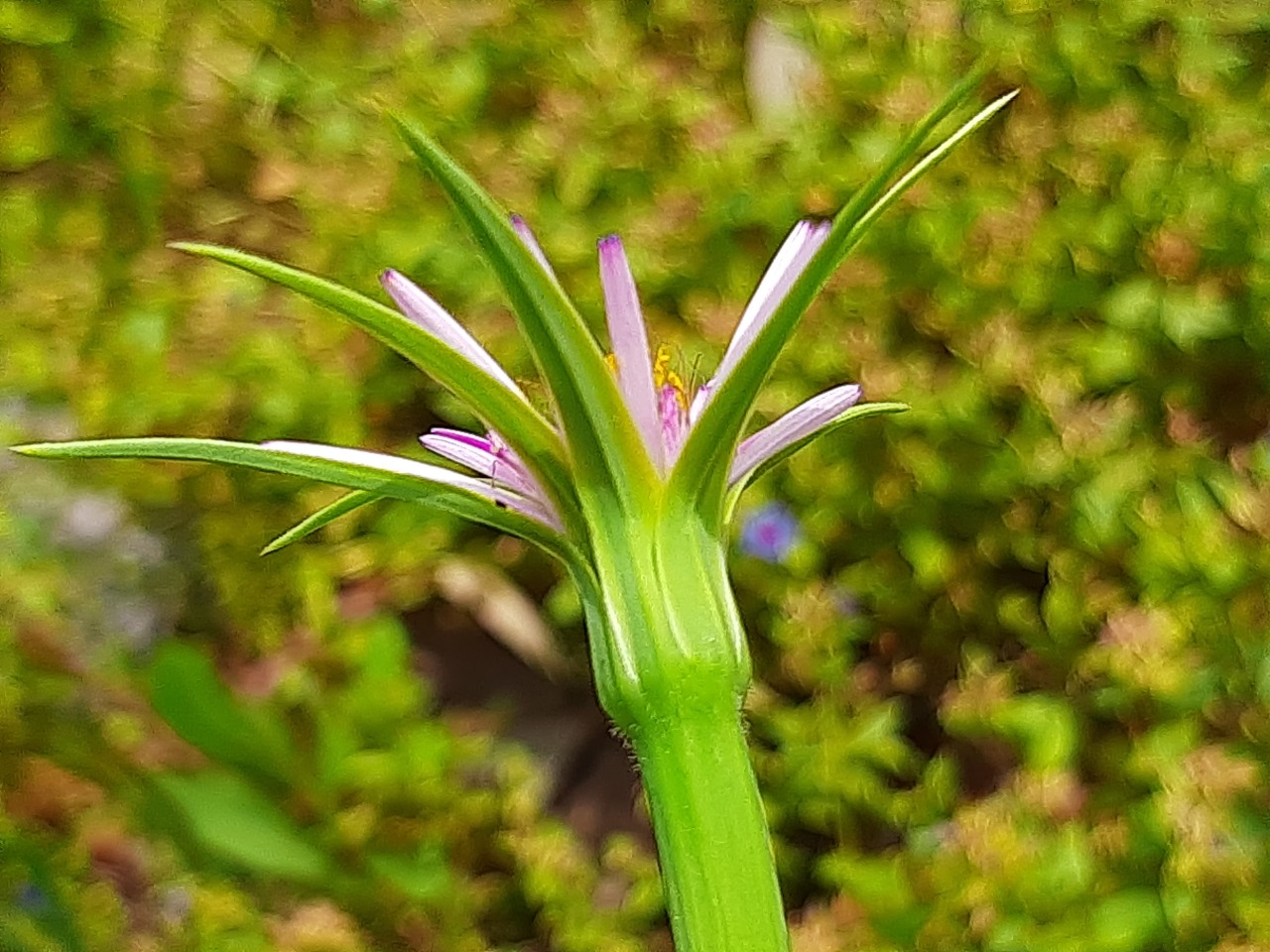 Tragopogon porrifolius