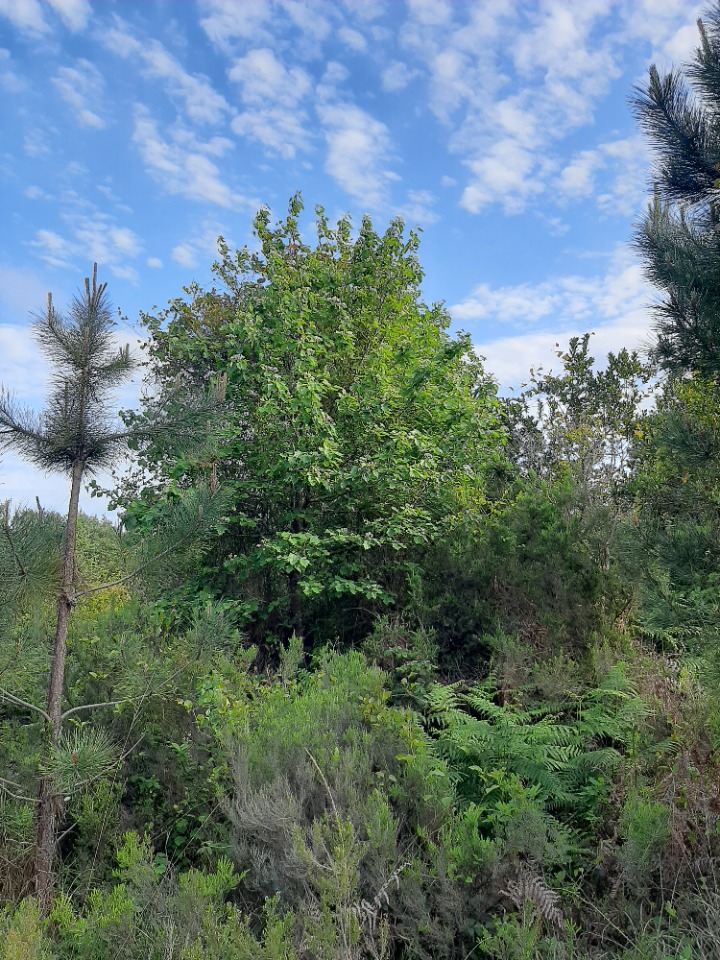 Sorbus torminalis