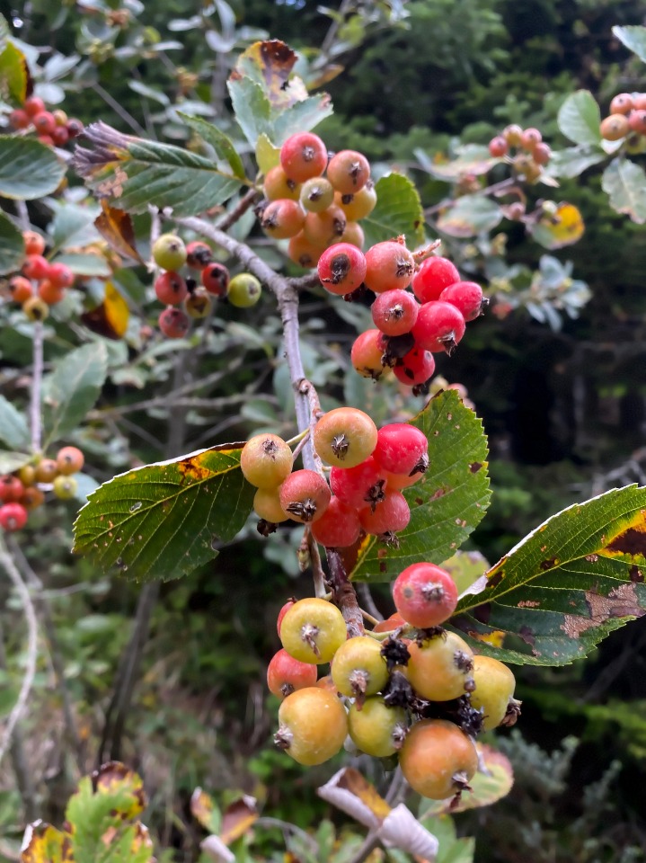 Sorbus umbellata