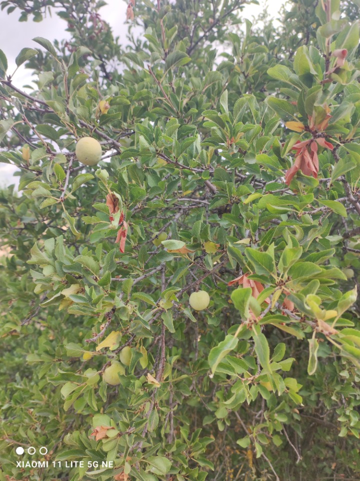 Prunus divaricata