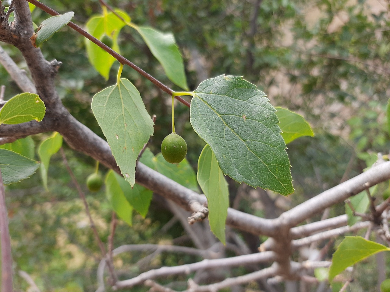 Celtis australis