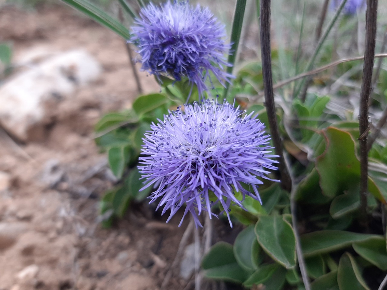 Globularia trichosantha