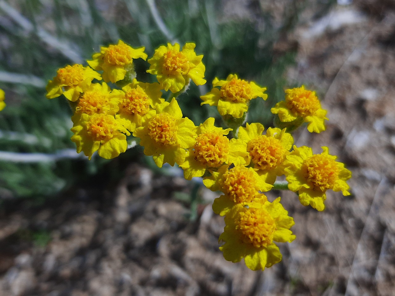 Achillea gypsicola