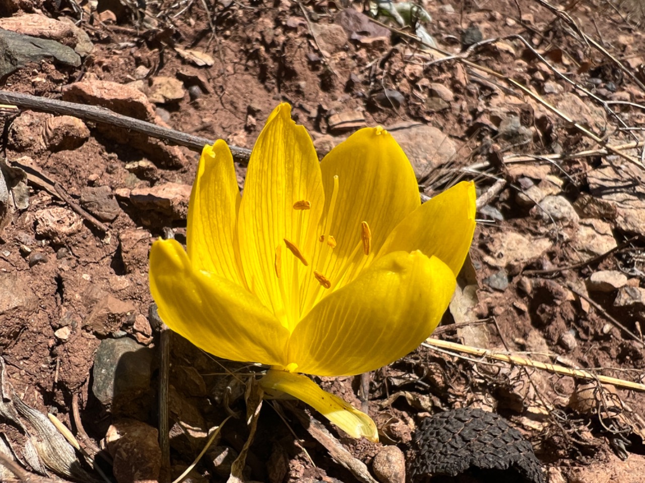 Sternbergia clusiana