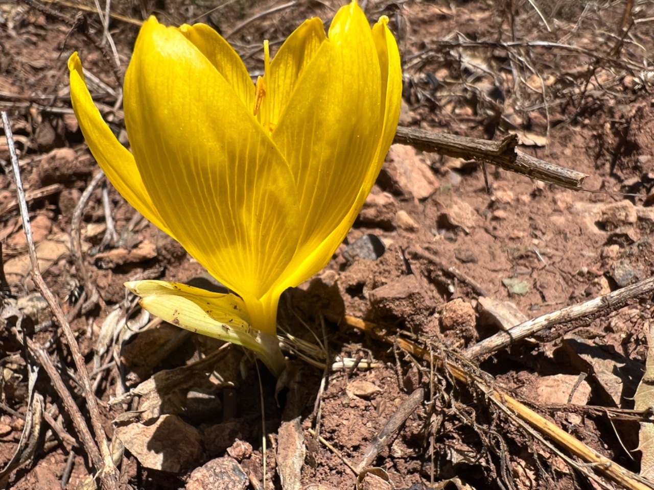 Sternbergia clusiana