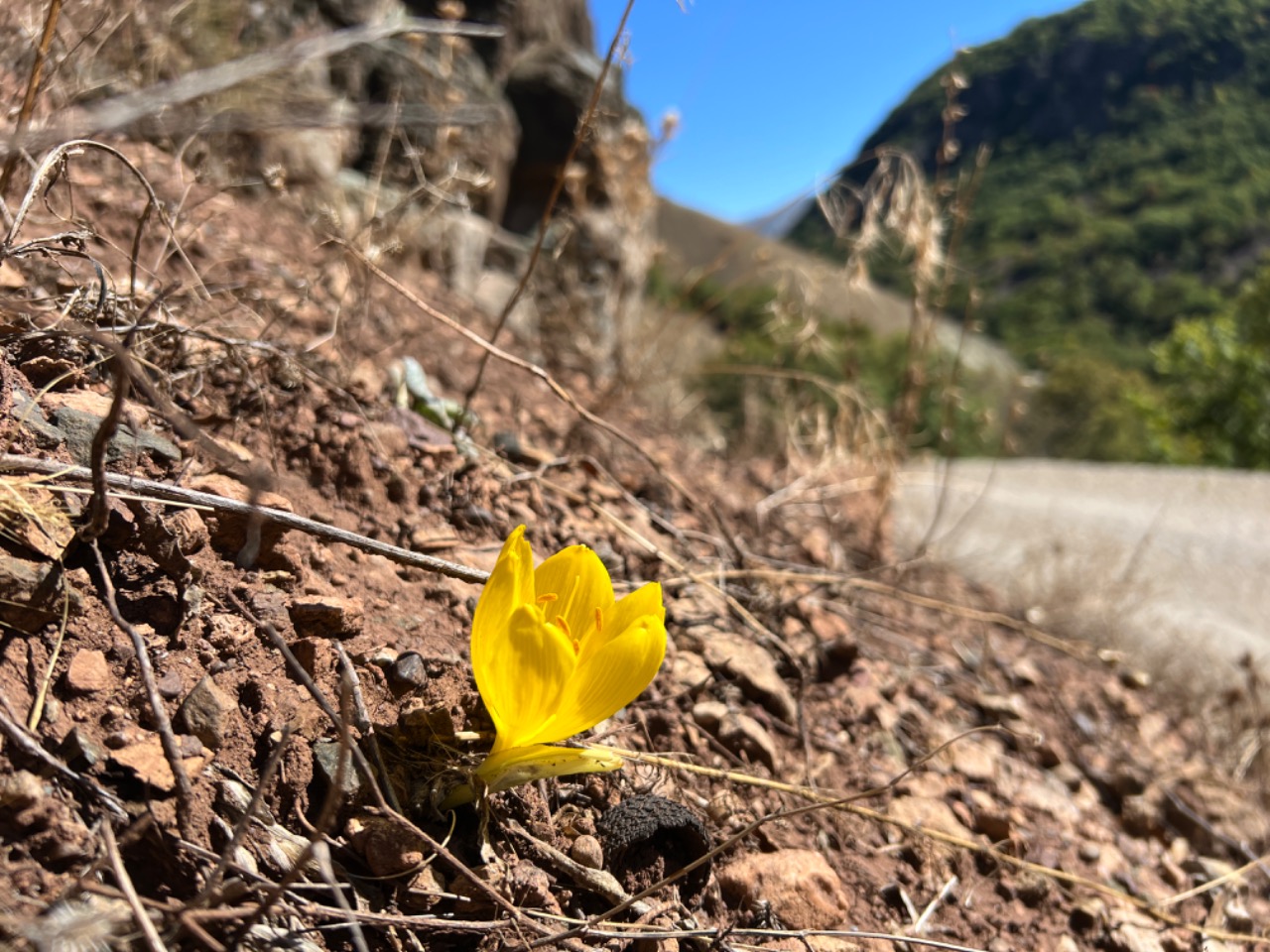 Sternbergia clusiana