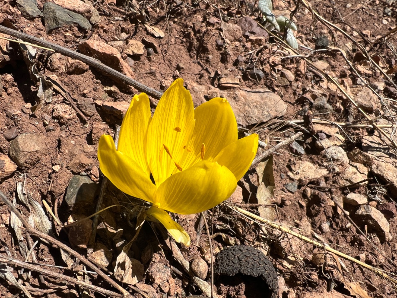 Sternbergia clusiana