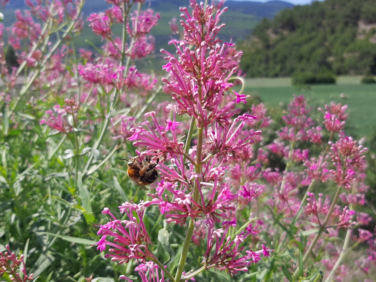 Centranthus longiflorus