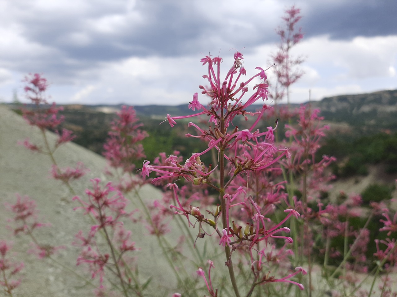 Centranthus longiflorus