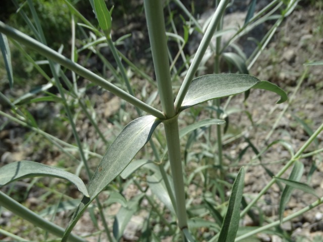 Centranthus longiflorus