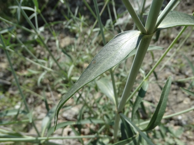 Centranthus longiflorus