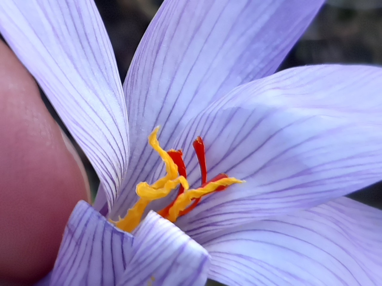 Crocus pallasii