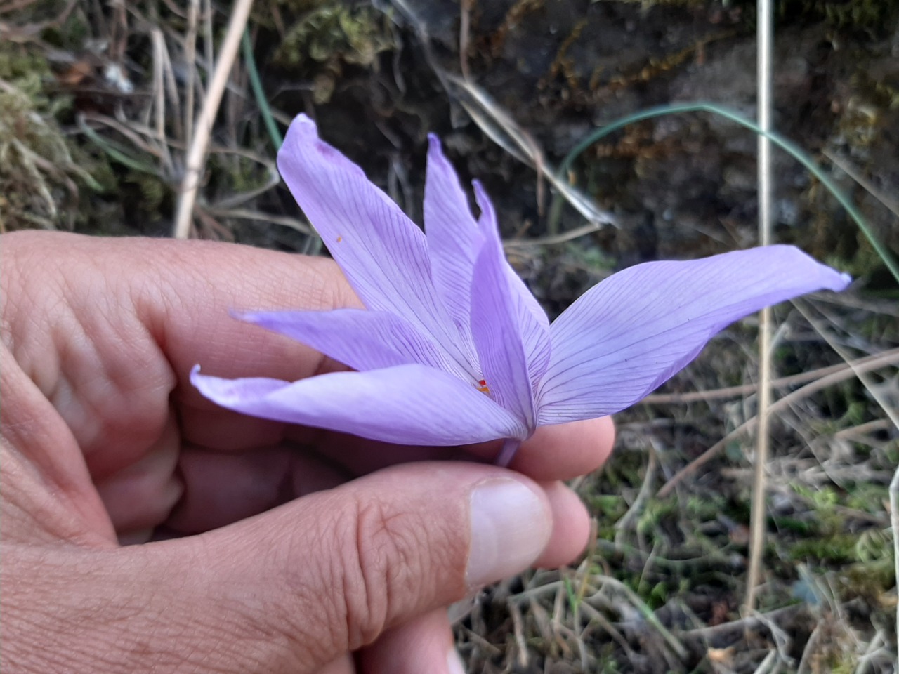 Crocus pallasii