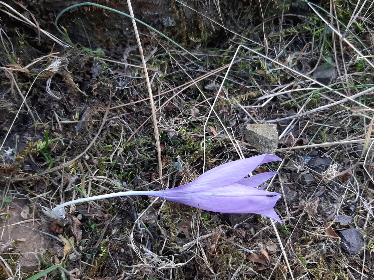 Crocus pallasii