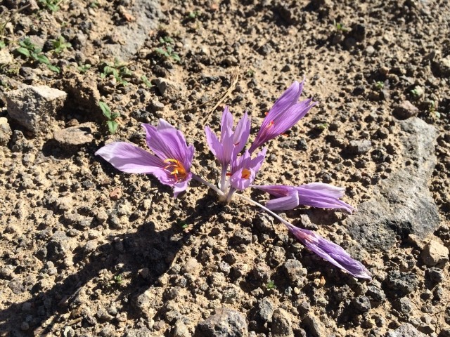 Crocus pallasii