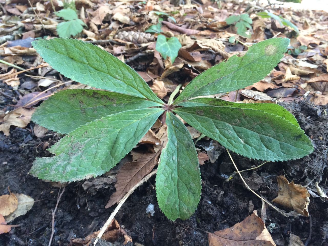 Helleborus orientalis