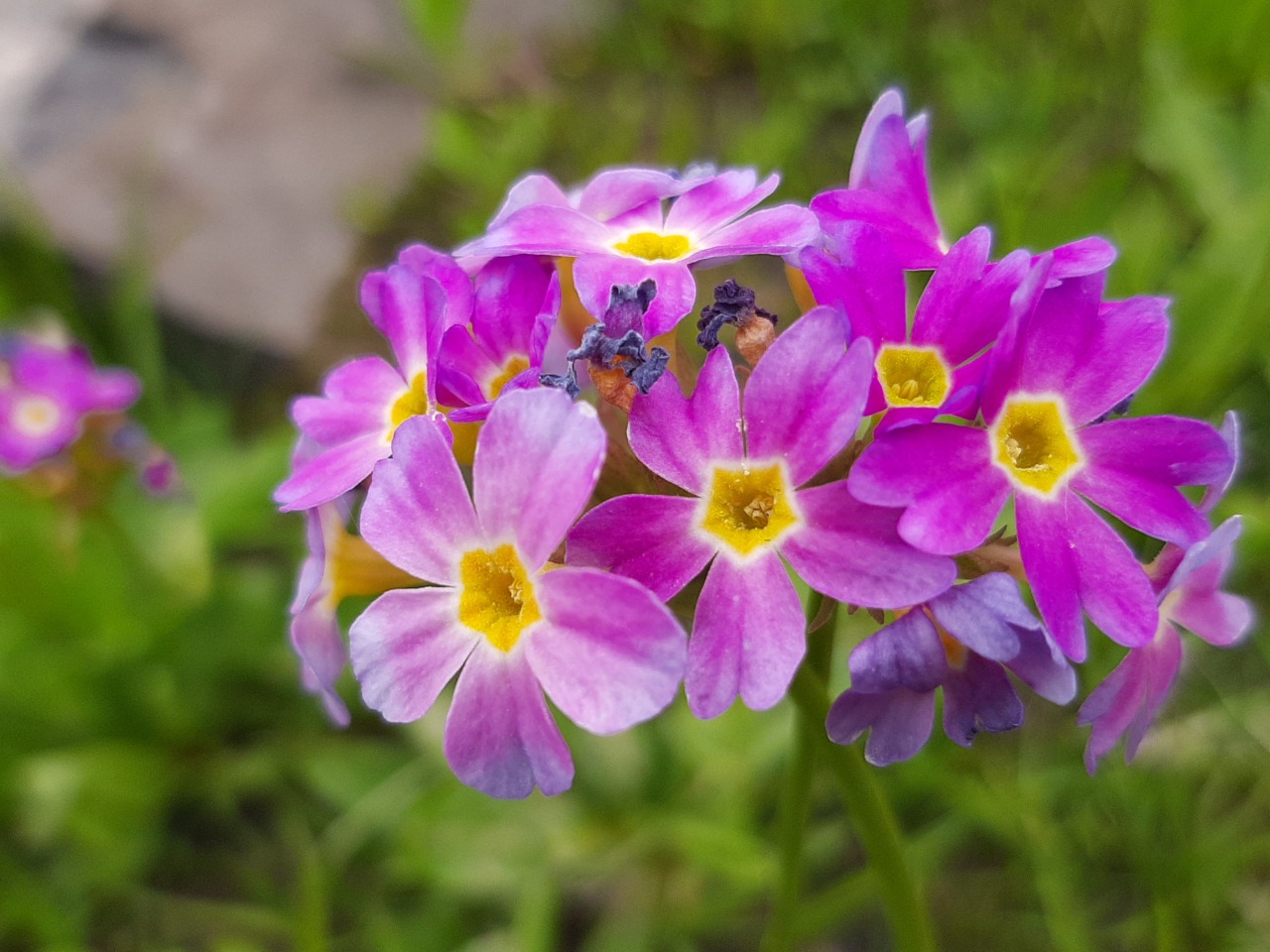 Primula auriculata