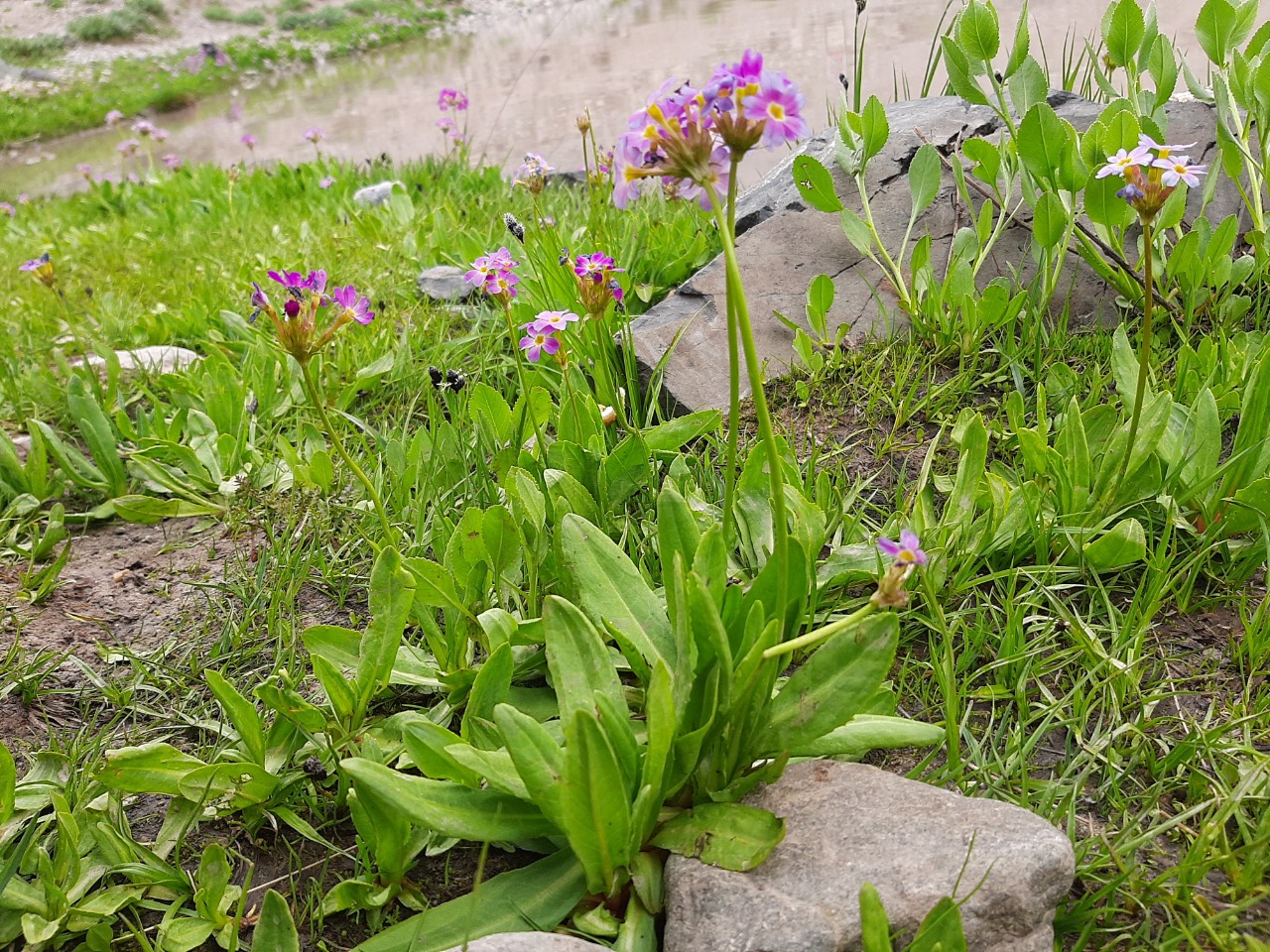 Primula auriculata