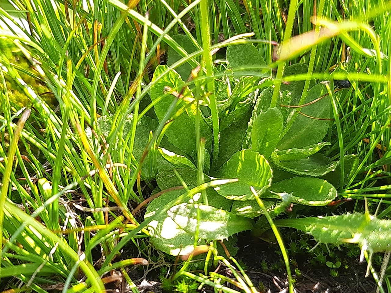 Primula auriculata