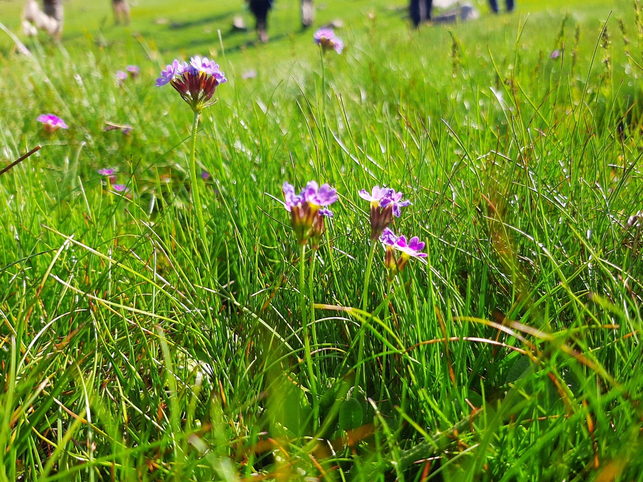 Primula auriculata