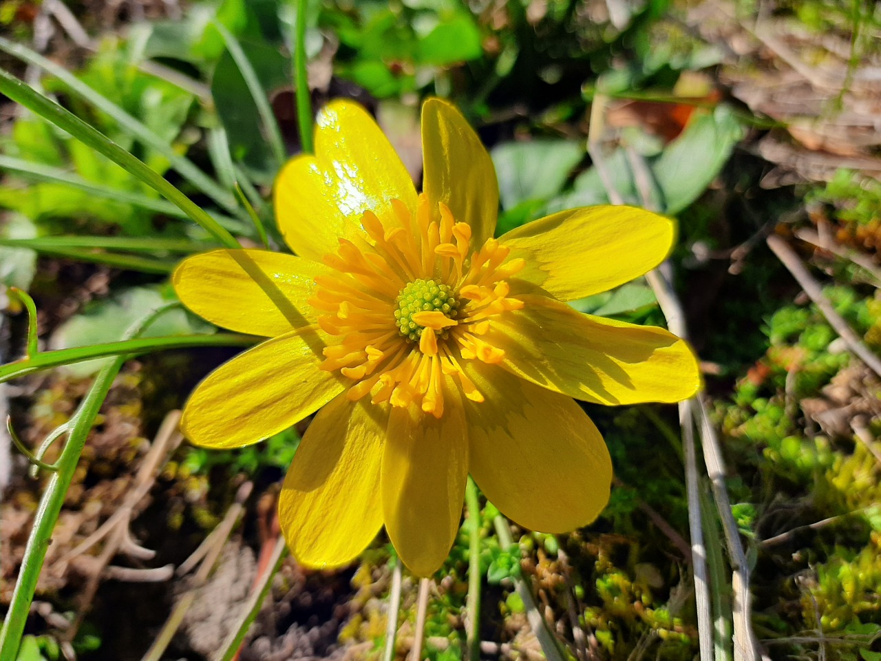 Ranunculus ficaria