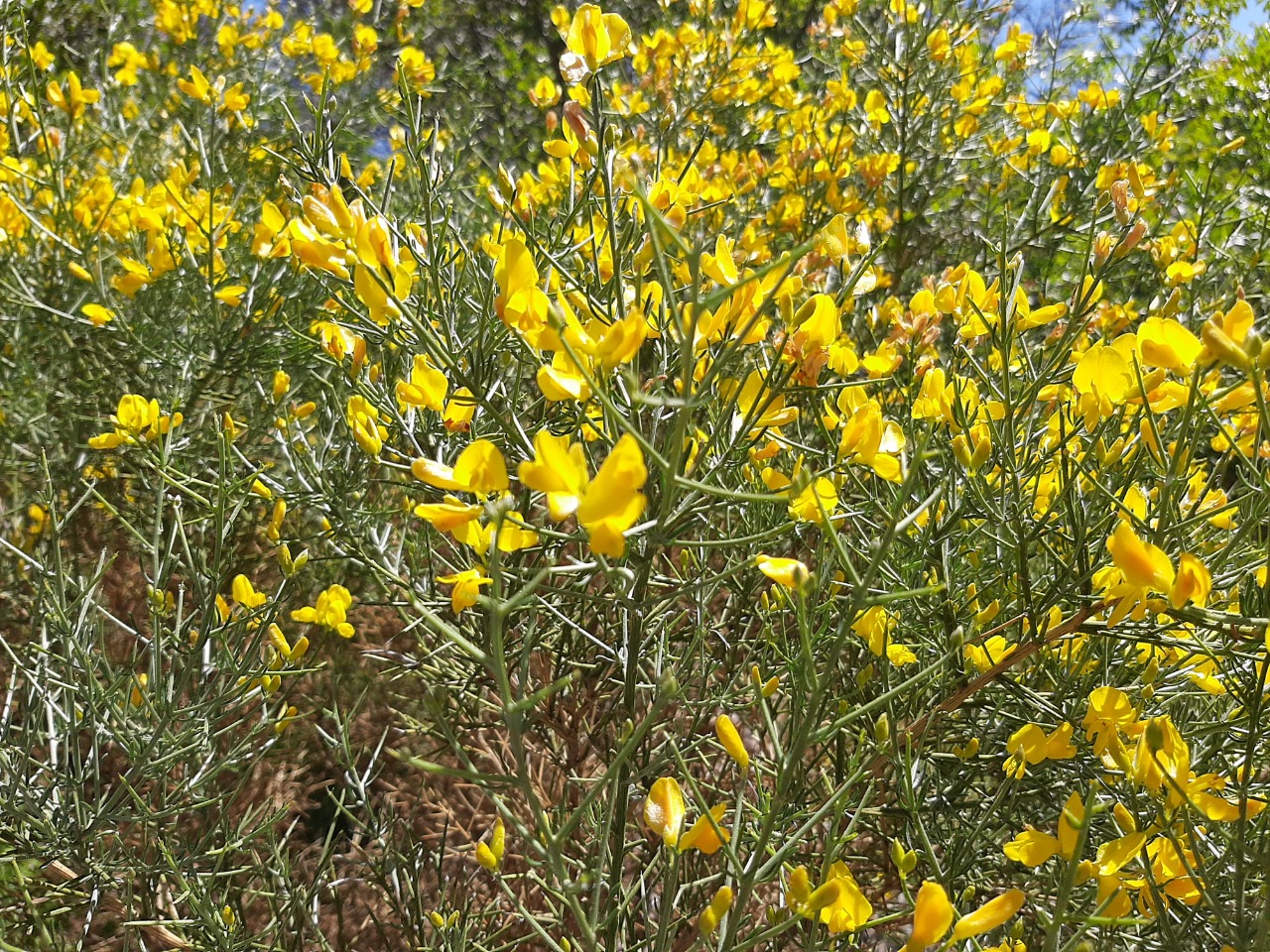 Spartium junceum