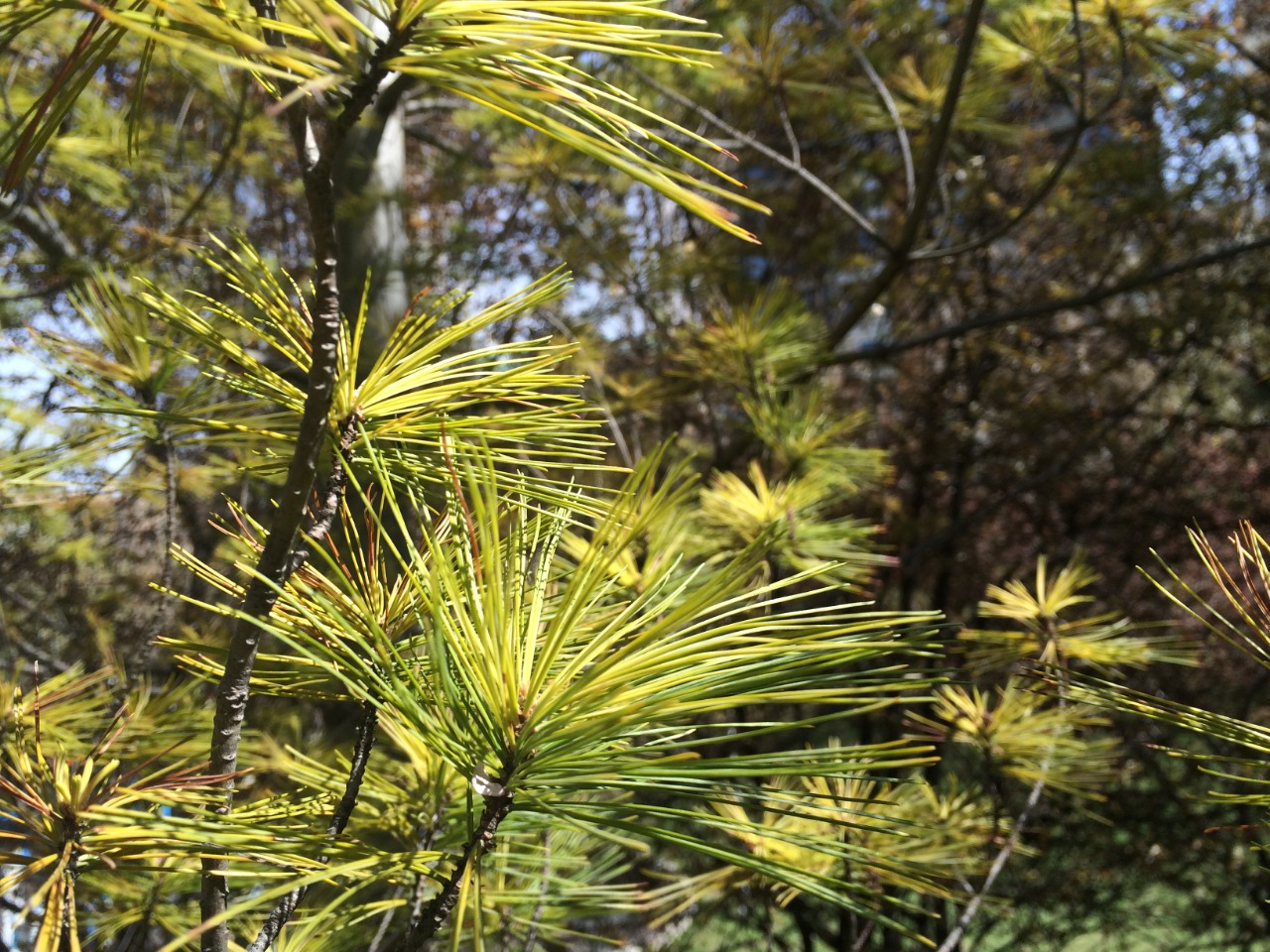 Pinus strobus