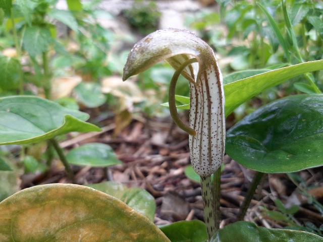 Arisarum vulgare
