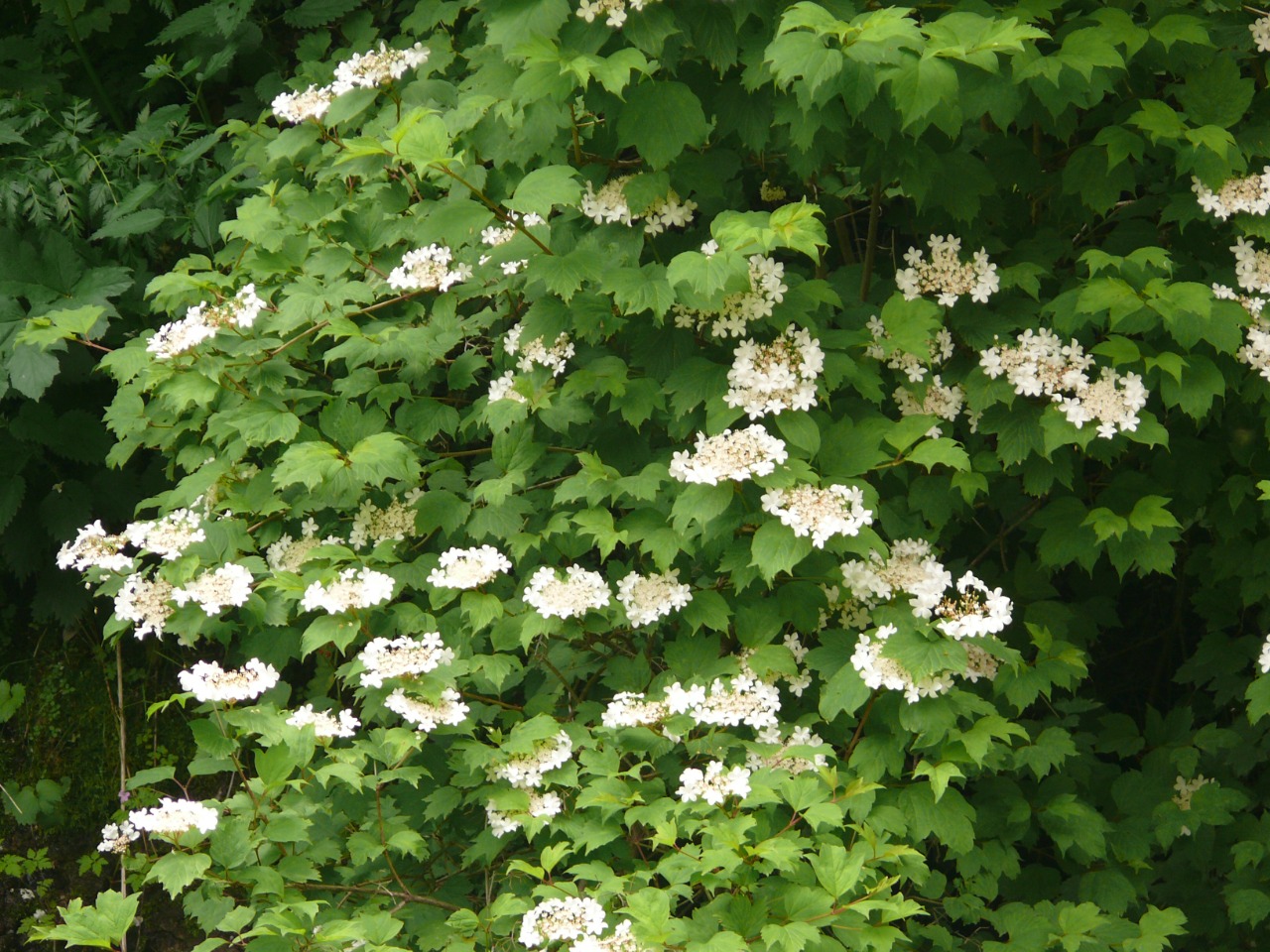 Viburnum opulus