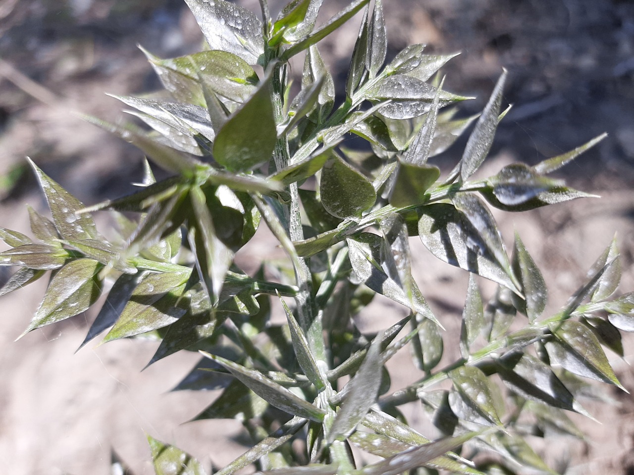 Ruscus aculeatus