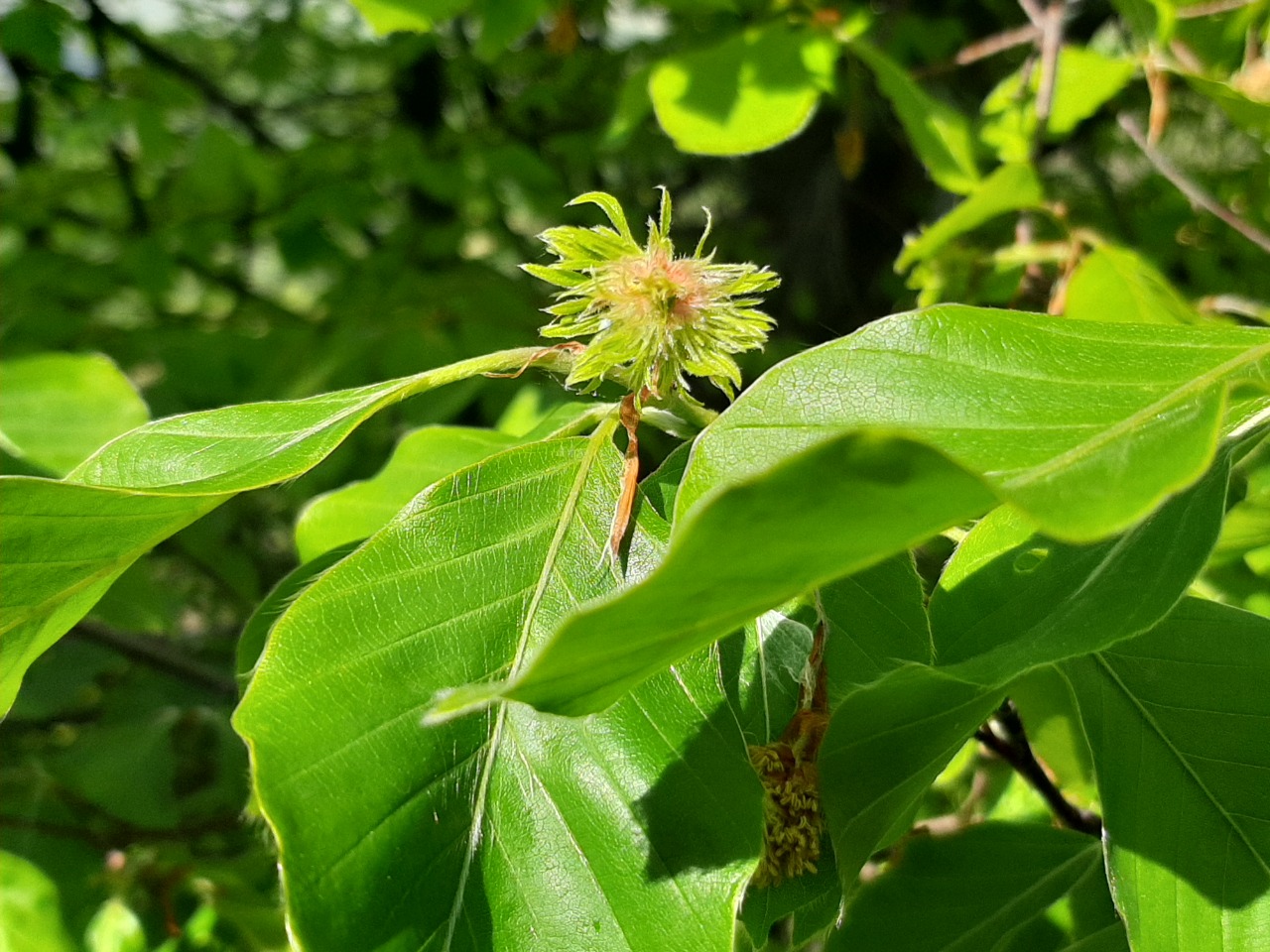 Fagus orientalis