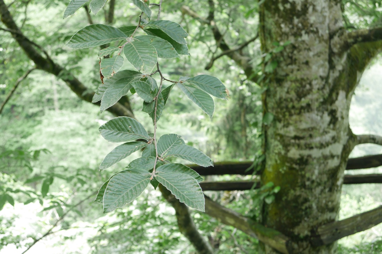 Fagus orientalis