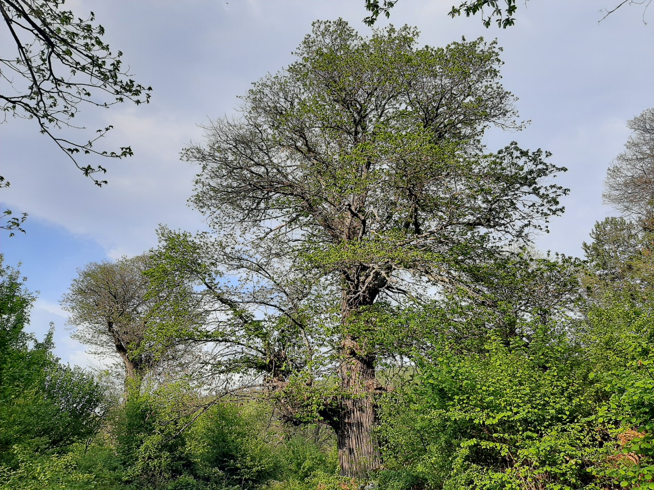 Castanea sativa